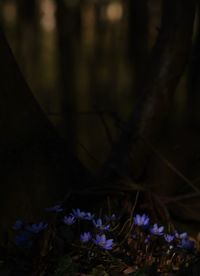 Close-up of plant against blurred background