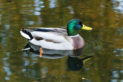 Birds swimming in water