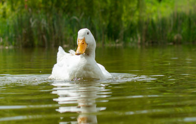 Swan swimming in lake