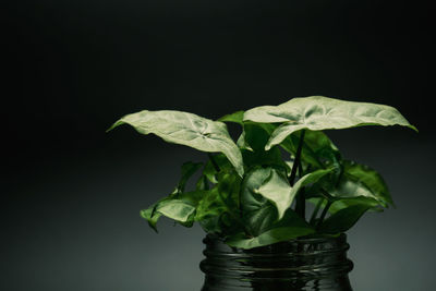 Close-up of plant in vase against black background