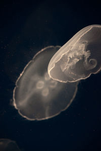 Close-up of jellyfish swimming in water