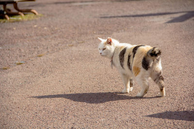 Dog on road