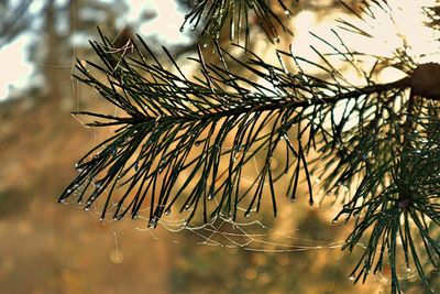 Close-up of raindrops on pine tree