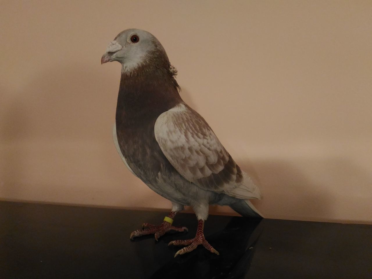 Romania pigeons