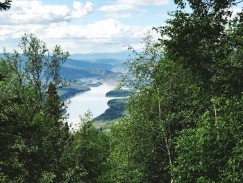 Scenic view of forest against sky