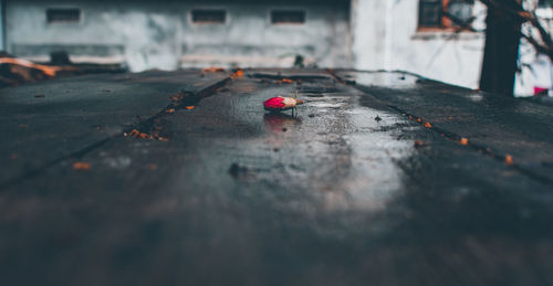 A hibiscus flower bud on a wet land