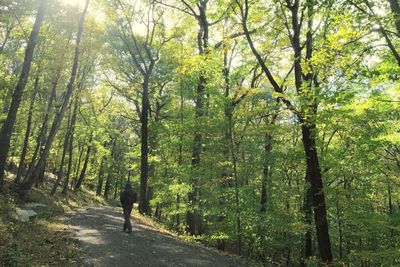 Rear view of person walking on footpath in forest