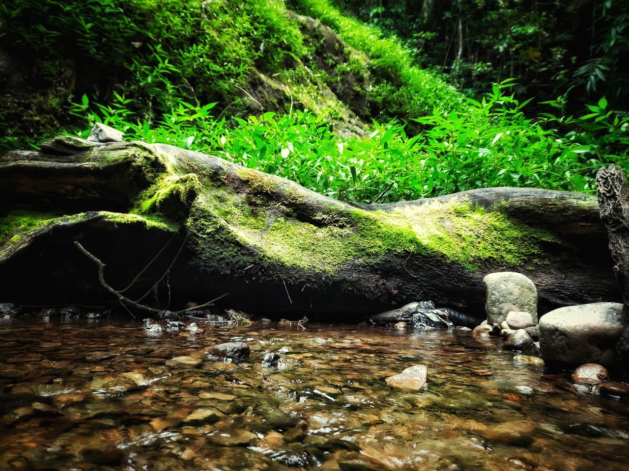 nature, stream, tree, plant, water, forest, river, natural environment, land, rock, no people, beauty in nature, green, wilderness, tranquility, growth, day, rainforest, jungle, outdoors, tranquil scene, non-urban scene, woodland, scenics - nature, flowing water, moss, body of water, leaf, environment, sunlight, creek, flowing