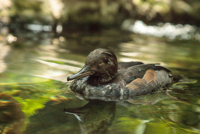 Hooded merganser mergus cucullatus duck swims in a pond in florida.