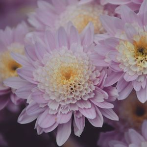 Close-up of pink dahlia