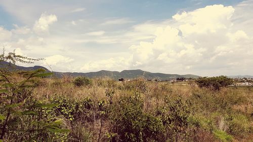 Scenic view of field against sky