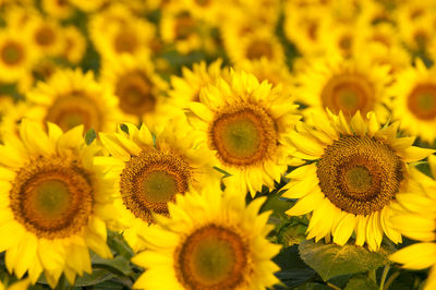 Close-up of sunflowers