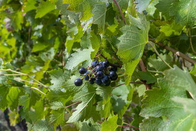 Close-up of blackberries growing on tree