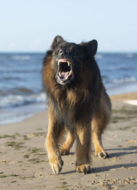 View of dog on beach