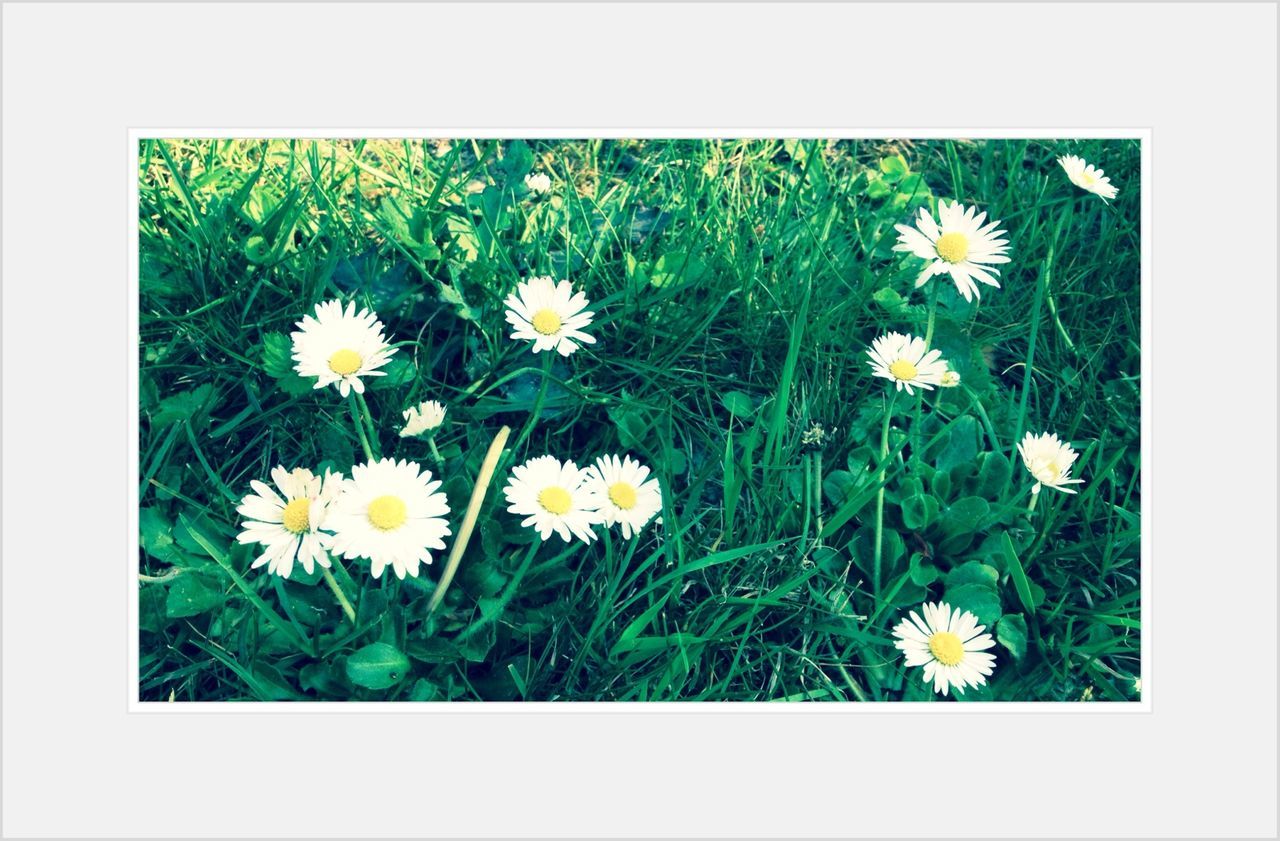 flower, freshness, fragility, petal, growth, flower head, transfer print, beauty in nature, daisy, nature, white color, field, blooming, plant, auto post production filter, yellow, high angle view, leaf, stem, wildflower