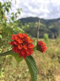 Close-up of red flowering plant