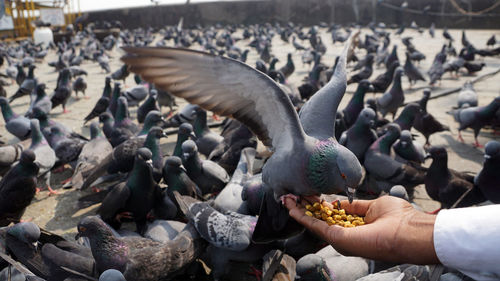 Close-up of hand feeding birds