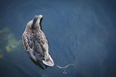 Close-up of duck swimming in lake