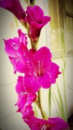 Close-up of pink flowers