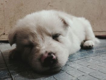 Close-up of puppy sleeping on floor