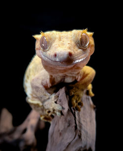 Close-up of lizard