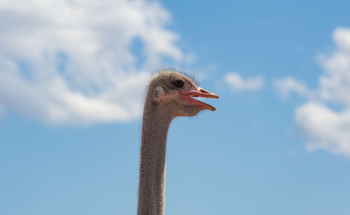 African ostriches at an ostrich farm in the semi desert landscape of oudtshoorn, south africa