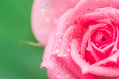 Close-up of wet pink rose
