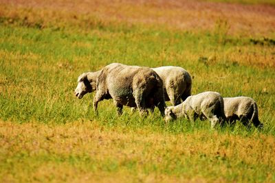 grassland
