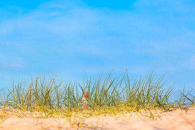 Surface level of grass on field against blue sky