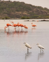 Redish egrets with some flamingos in the background