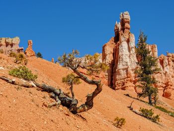 Hoodoo and pine trees in bryce canyon national park in utah blue partly cloudy skies.