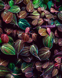 Full frame of colorful leaves texture background.