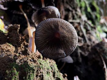 Close-up of mushroom growing on field