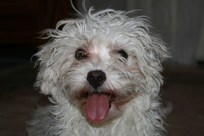 Close-up portrait of dog