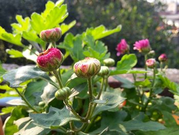 Close-up of pink flower