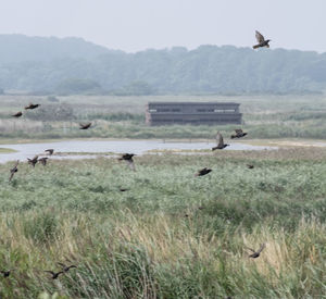 Birds flying over a field