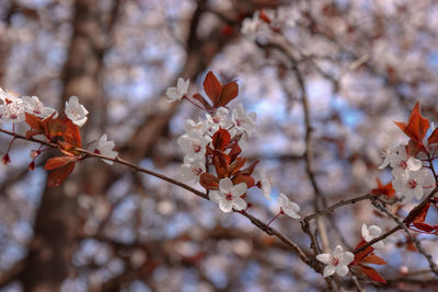 Low angle view of cherry blossoms in spring