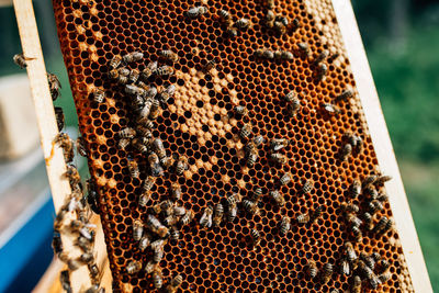 Close-up of bee on the wall