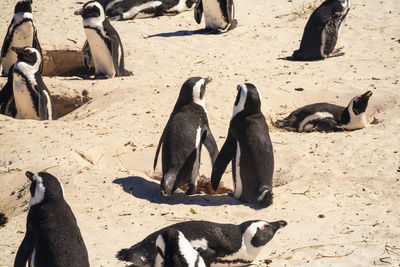 View of boulders beach  with free-roaming colony of african penguins.