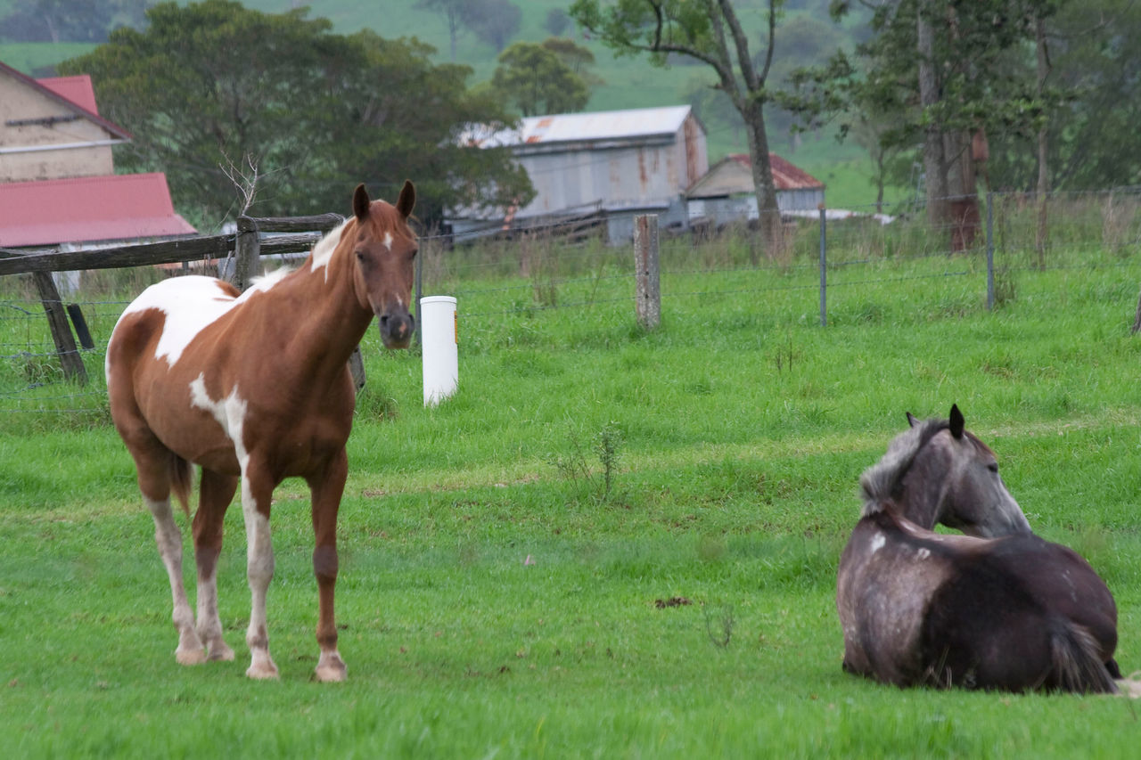 HORSES STANDING IN FIELD