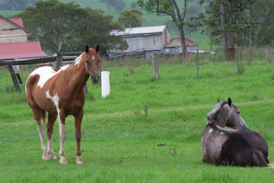 Horses in a field