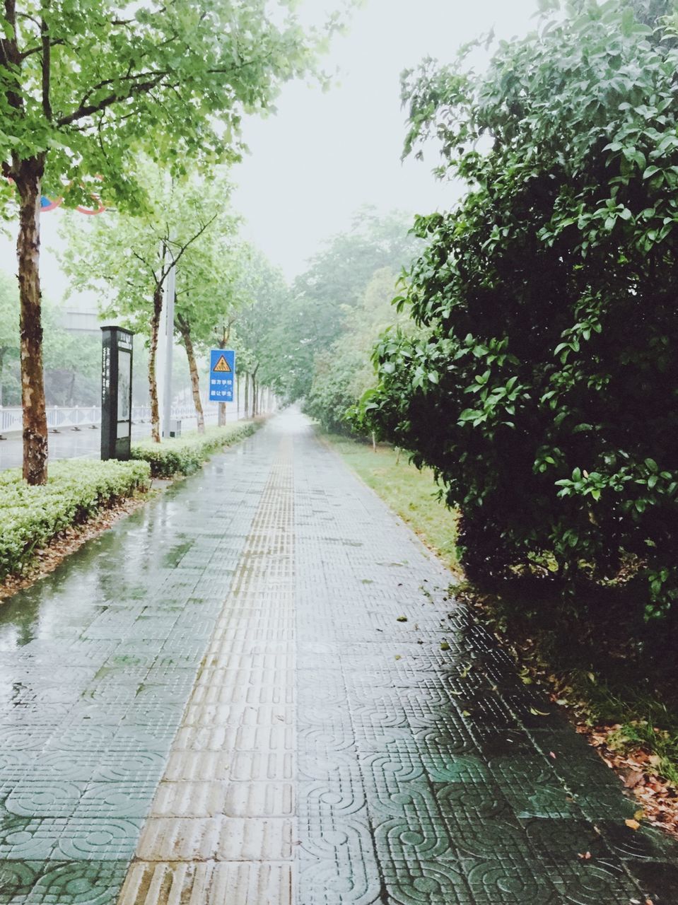 the way forward, tree, diminishing perspective, vanishing point, footpath, walkway, built structure, narrow, pathway, growth, architecture, transportation, building exterior, long, empty, day, nature, street, outdoors, no people