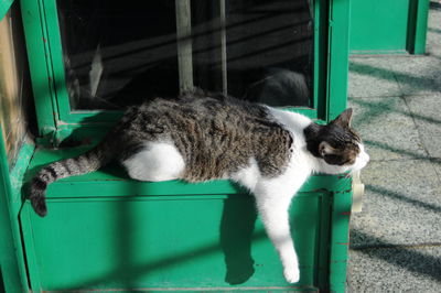 Cat sleeping outdoors