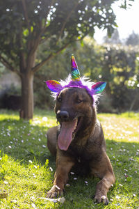 Malinois dog dressed up with a unicorn horn