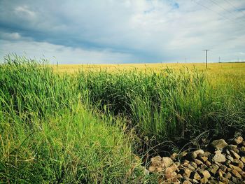 Scenic view of field against sky