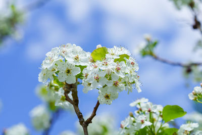 Close-up of white flowering plant against sky