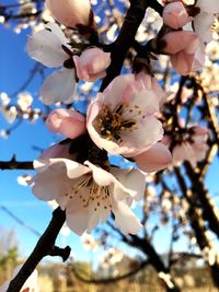 Close-up of cherry blossom