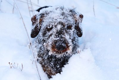 Dog on snow covered field