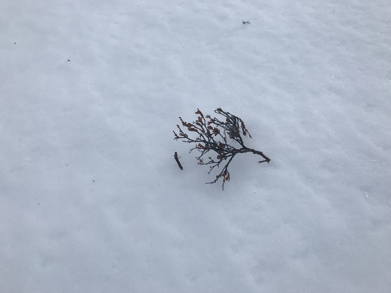 HIGH ANGLE VIEW OF FROZEN PLANT ON FIELD