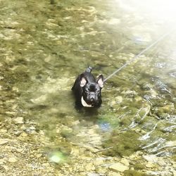 Portrait of dog swimming in lake